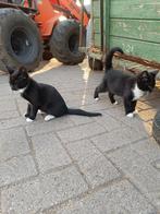 Boerderij kittens, Dieren en Toebehoren, Katten en Kittens | Overige Katten