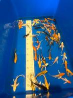 Butterfly Koi 08-12cm, Karper of Koi