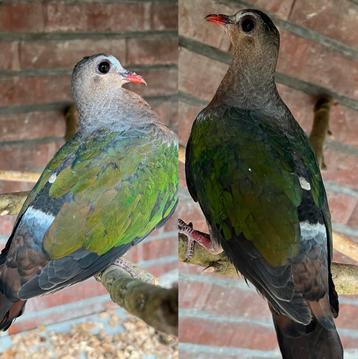 Koppel Groen-Vleugel-Duiven 2025 T Onverwand beschikbaar voor biedingen