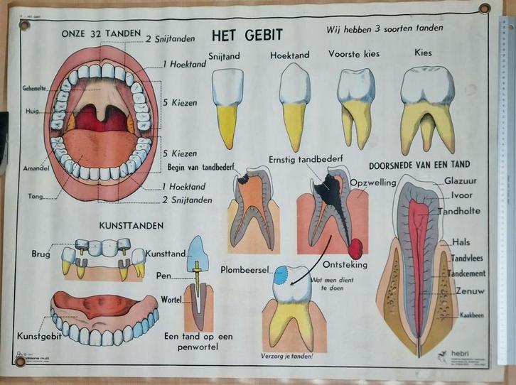 Diverse anatomische posters, Verzamelen, Posters, Zo goed als nieuw, Deurposter of groter, 3D, Ophalen