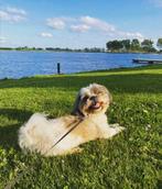 bommer Reutje zoekt een vrouwtje, Dieren en Toebehoren, Honden | Dekreuen, 6 jaar of ouder, Reu, Eén hond, Nederland