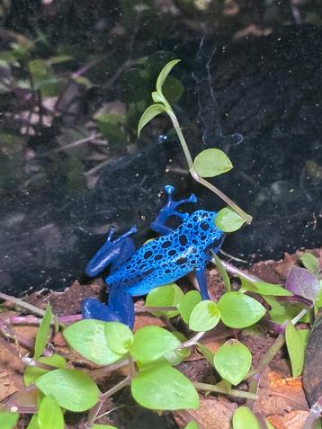 Dendrobates azureus kweekgroep beschikbaar voor biedingen