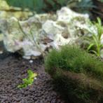 Baby platy's, Dieren en Toebehoren, Vissen | Aquariumvissen