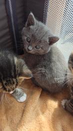 Deze lieverds zijn opzoek naar een nieuw huisje, Dieren en Toebehoren, Katten en Kittens | Overige Katten, Poes