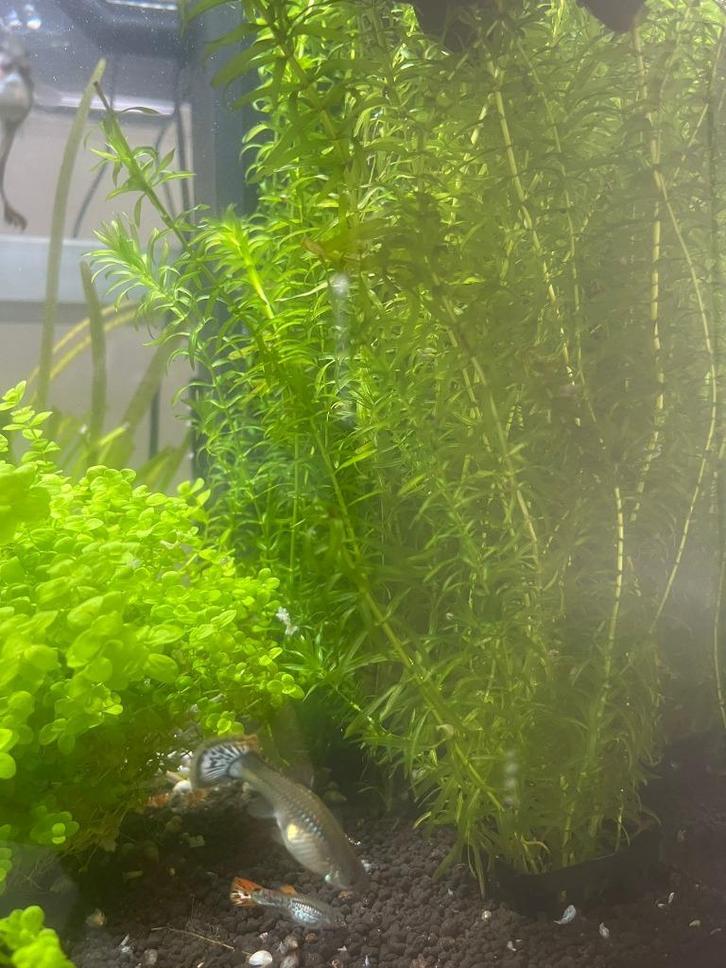 Waterpest (Egeria densa) – Snelgroeiende Aquariumplant, Dieren en Toebehoren, Vissen | Aquaria en Toebehoren, Nieuw, Plant(en), Steen of Hout