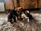 Bijzonder gekleurde chihuahua X jack russel pups, Dieren en Toebehoren, Honden | Chihuahua's en Gezelschapshonden, 8 tot 15 weken