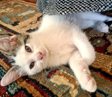 Kitten  poes -   9 weeken oud beschikbaar voor biedingen