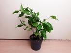 Ficus Benjamina kamerplant, Huis en Inrichting, Minder dan 100 cm, Ficus, Halfschaduw, In pot