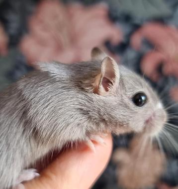 Leuk alternatief voor een hamster, gerbils handtam en lief beschikbaar voor biedingen