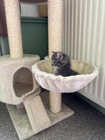Prachtige kittens, Dieren en Toebehoren, Katten en Kittens | Overige Katten