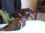 Mooie opgezette mus, Ophalen of Verzenden, Nieuw, Vogel, Opgezet dier
