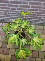 Fatsia japonica ‘Murakumo Nishiki’ - Bontbladige Vingerplant, Tuin en Terras, Planten | Tuinplanten, Ophalen, Overige soorten