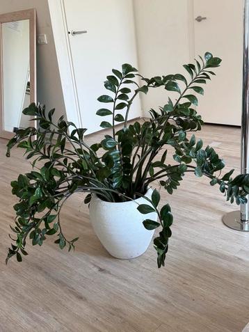 Zamioculcas Zamiifolia (ZZ Plant) in pot beschikbaar voor biedingen