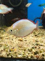 Melanotaenia Preacox - diamant regenboog, Vis, Zoetwatervis, Schoolvis