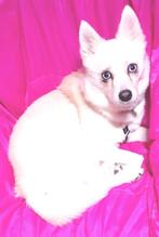 Klein lief mini husky (F2) teefje met felblauwe ogen Pomsky., Dieren en Toebehoren, 1 tot 2 jaar, Teef, Poolhond, Nederland