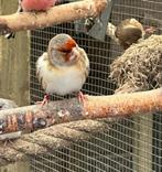 Bastaard putter, Dieren en Toebehoren, Vogels | Overige Vogels, Mannelijk, Wildzangvogel
