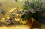 Zebra cichliden, Vis
