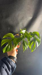 Monstera Minima’s Rhaphidophora Tetrasperma Variegata Stekje, Huis en Inrichting, Kamerplanten, Ophalen of Verzenden, Halfschaduw