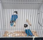 Agapornis Personata, Dieren en Toebehoren, Meerdere dieren, Dwergpapegaai of Agapornis, Geringd