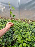 Klimop (hedera hybernica), Vaste plant, Ophalen of Verzenden, Bloeit niet, Halfschaduw
