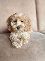 Prachtige Mini Doodle Pups 🩵💗, Dieren en Toebehoren, Honden | Chihuahua's en Gezelschapshonden, Nederland, Overige rassen, CDV (hondenziekte)