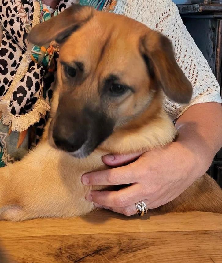 AIN: Buddy, Dieren en Toebehoren, Honden | Niet-rashonden, Middel, Reu, Handelaar, Eén hond, Buitenland, 1 tot 2 jaar, CDV (hondenziekte)