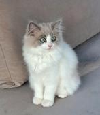 Ragdoll poesje Blue Mink Bicolour met stamboom, Dieren en Toebehoren, Katten en Kittens | Raskatten | Langhaar, Poes, Gechipt