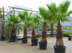 Washingtonia Robusta