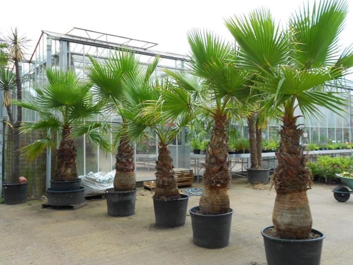 Washingtonia Robusta, Tuin en Terras, Planten | Bomen, Overige soorten, Volle zon, Zomer, In pot, Ophalen