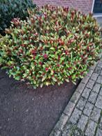 Vaste plant met skimia rode bloemen, Ophalen, Bodembedekkers, Vaste plant, Halfschaduw