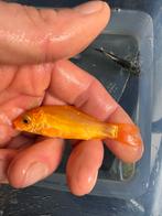 4 baby kois voor slechts 20€, Karper of Koi