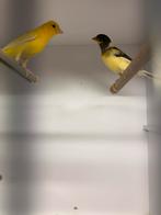 Gezocht waterslager of Timbrado pop 25, Vrouwelijk, Kleurkanarie