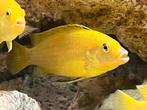 Malawi Mbuna jonge Yellow Lab. 8/9 mnd oud., Dieren en Toebehoren, Vissen | Aquariumvissen, Vis