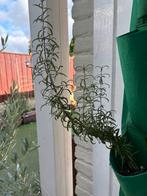 Rozemarijn plant - 30cm, Volle zon, Vaste plant, Ophalen of Verzenden, Kruiden