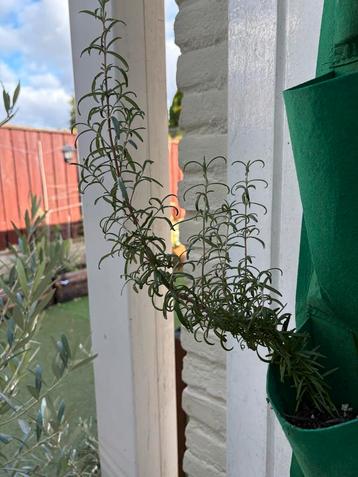 Rozemarijn plant - 30cm beschikbaar voor biedingen