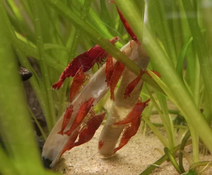 Vuurgarnalen - Rode garnalen, Dieren en Toebehoren, Vissen | Aquariumvissen, Kreeft, Krab of Garnaal