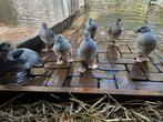 Muskuskuikens, Dieren en Toebehoren, Meerdere dieren, Eend