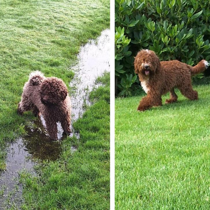 Labradoodle dekreu  (40cm & 35cm), Dieren en Toebehoren, Honden | Dekreuen, Reu, Particulier, Meerdere, Nederland, 1 tot 2 jaar