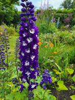 Zaden Delphinium donkerpaars met wit hart, Tuin en Terras, Bloembollen en Zaden, Verzenden, Voorjaar, Volle zon, Zaad