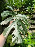 Laatste Monstera Variegata tussenstekken, Ophalen, Overige soorten, Minder dan 100 cm