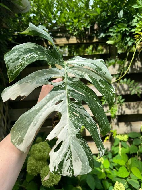 Laatste Monstera Variegata tussenstekken, Huis en Inrichting, Kamerplanten, Overige soorten, Minder dan 100 cm, Ophalen