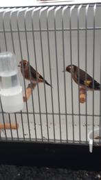 2 koppels bloemputters eigen kweek jaar 2025, Ophalen of Verzenden, Zo goed als nieuw, Hout, Vogelkooi