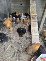 Cochin kriel, Dieren en Toebehoren, Pluimvee, Vrouwelijk, Kip