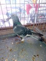 Talka duif, Dieren en Toebehoren, Vogels | Duiven, Geslacht onbekend, Overige soorten