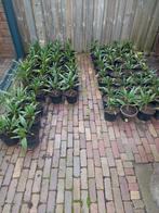 palmbomen trachycarpus fortunei 1 en 2 stammige., Tuin en Terras, Planten | Tuinplanten, Ophalen, Overige soorten, Volle zon