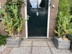 cactussen, Ophalen, Gebruikt