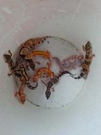 Hele mooie luipaardgekko's ., Dieren en Toebehoren, Hagedis, 0 tot 2 jaar