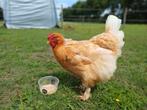 Mooie Brahma kip. Heel lief. 1,5 jaar oud., Dieren en Toebehoren, Vrouwelijk, Kip