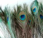 WERKELIJK EERSTE KWALITEIT PAUWEN VEREN (GLOEDNIEUW)., Huis en Inrichting, Woonaccessoires | Kunstplanten en Kunstbloemen, Ophalen of Verzenden