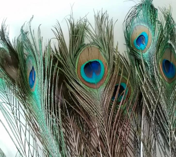 WERKELIJK EERSTE KWALITEIT PAUWEN VEREN (GLOEDNIEUW)., Huis en Inrichting, Woonaccessoires | Kunstplanten en Kunstbloemen, Nieuw
